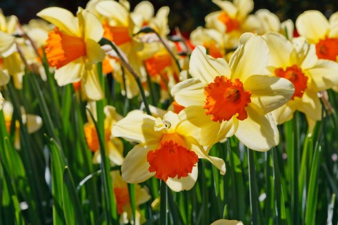 daffodils_glowing_199026
