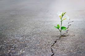 Rising Plant